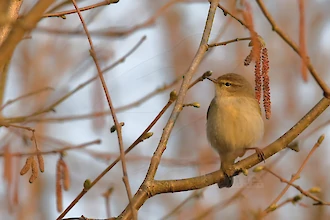 Chiffchaff (Phylloscopus collybita)