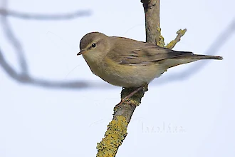 Willow warbler (Phylloscopus trochilus)