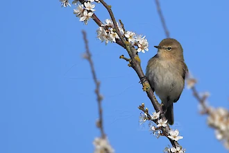 Willow warbler (Phylloscopus trochilus)