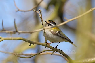 Firecrest (Regulus ignicapilla)