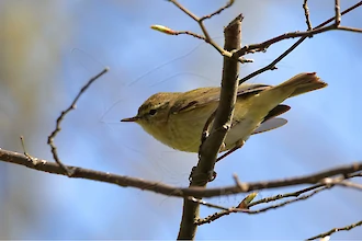 Chiffchaff (Phylloscopus collybita)