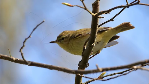 Chiffchaff (Phylloscopus collybita)