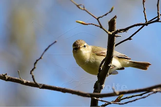 Chiffchaff (Phylloscopus collybita)