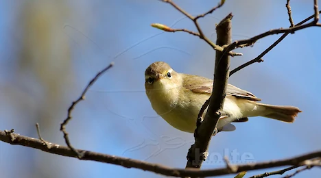 Leaf warblers & crests