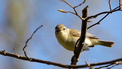 Chiffchaff (Phylloscopus collybita)