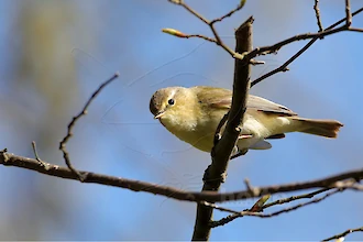 Chiffchaff (Phylloscopus collybita)