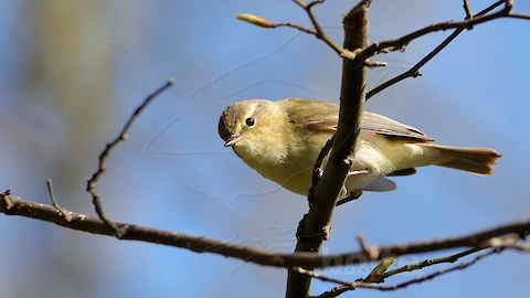 Chiffchaff (Phylloscopus collybita)