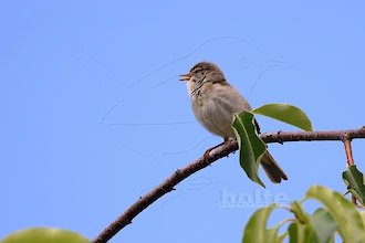 Willow warbler (Phylloscopus trochilus)