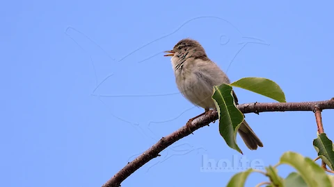 Willow warbler (Phylloscopus trochilus)