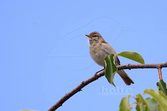 Willow warbler (Phylloscopus trochilus)