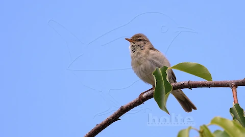 Willow warbler (Phylloscopus trochilus)