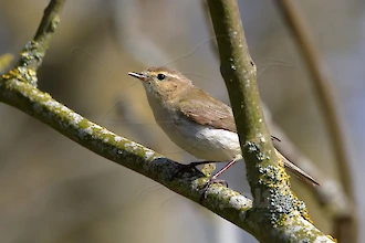 Chiffchaff (Phylloscopus collybita)