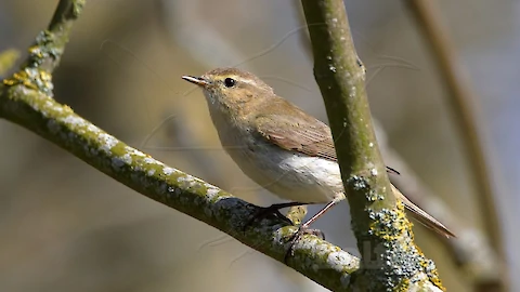 Chiffchaff (Phylloscopus collybita)