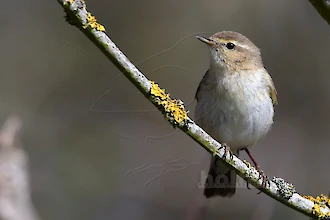 Chiffchaff (Phylloscopus collybita)