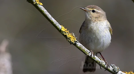 Leaf warblers & crests
