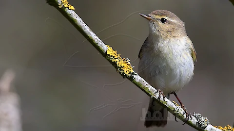Chiffchaff (Phylloscopus collybita)