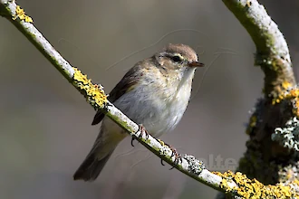 Chiffchaff (Phylloscopus collybita)