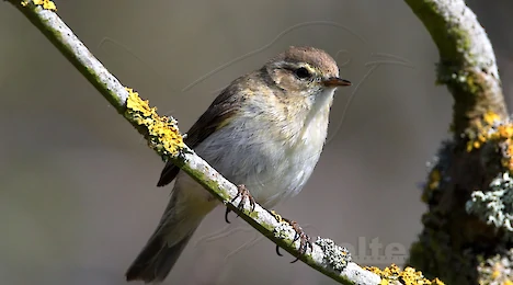 Leaf warblers & crests