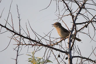 Eastern olivaceous warbler (Iduna pallida)