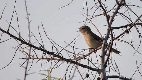 Eastern olivaceous warbler (Iduna pallida)