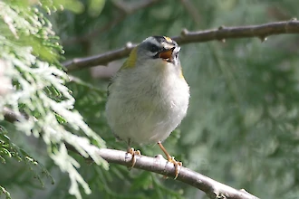 Firecrest (Regulus ignicapilla)