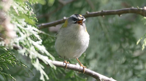Leaf warblers & crests