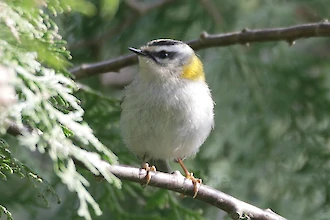 Firecrest (Regulus ignicapilla)