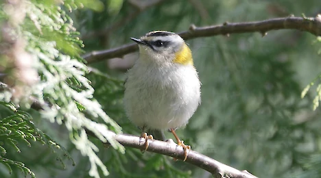 Leaf warblers & crests