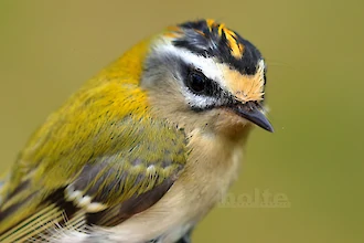 Firecrest (Regulus ignicapilla)