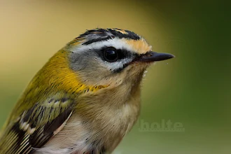 Firecrest (Regulus ignicapilla)
