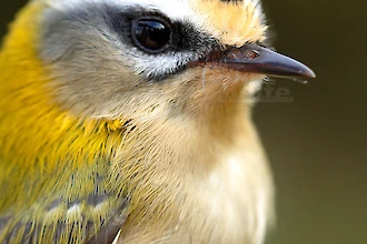 Firecrest (Regulus ignicapilla)