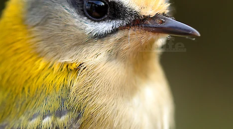 Spötter, Laubsänger & Goldhähnchen