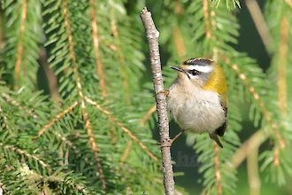 Firecrest (Regulus ignicapilla)