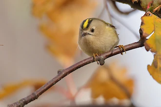 Goldcrest (Regulus regulus)