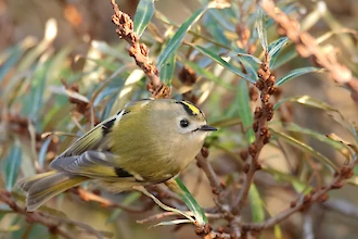 Goldcrest (Regulus regulus)