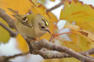 Goldcrest (Regulus regulus)