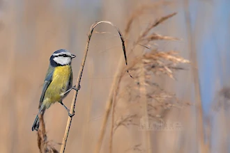 Blaumeise (Cyanistes caeruleus)