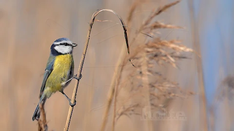 Blue tit (Cyanistes caeruleus)
