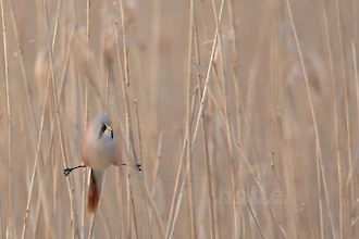 Bartmeise (Panurus biarmicus)