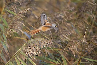 Bartmeise (Panurus biarmicus)