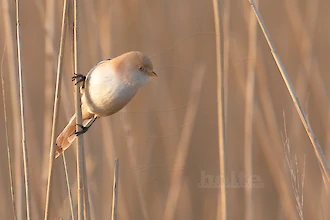 Bartmeise (Panurus biarmicus)
