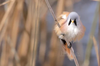 Bartmeise (Panurus biarmicus)