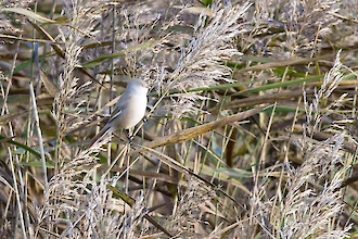 Bartmeise (Panurus biarmicus)