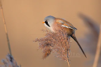 Bartmeise (Panurus biarmicus)