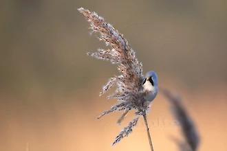 Bartmeise (Panurus biarmicus)