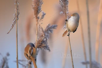 Bartmeise (Panurus biarmicus)