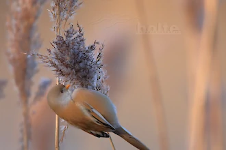 Bartmeise (Panurus biarmicus)