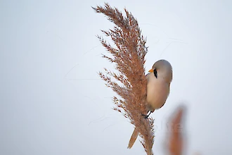 Bartmeise (Panurus biarmicus)