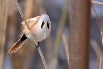 Bartmeise (Panurus biarmicus)