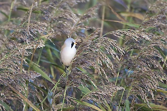 Bartmeise (Panurus biarmicus)